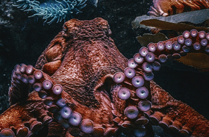 Ученые: в ближайшие 70 лет погибнет до 40% глубоководных «монстров»