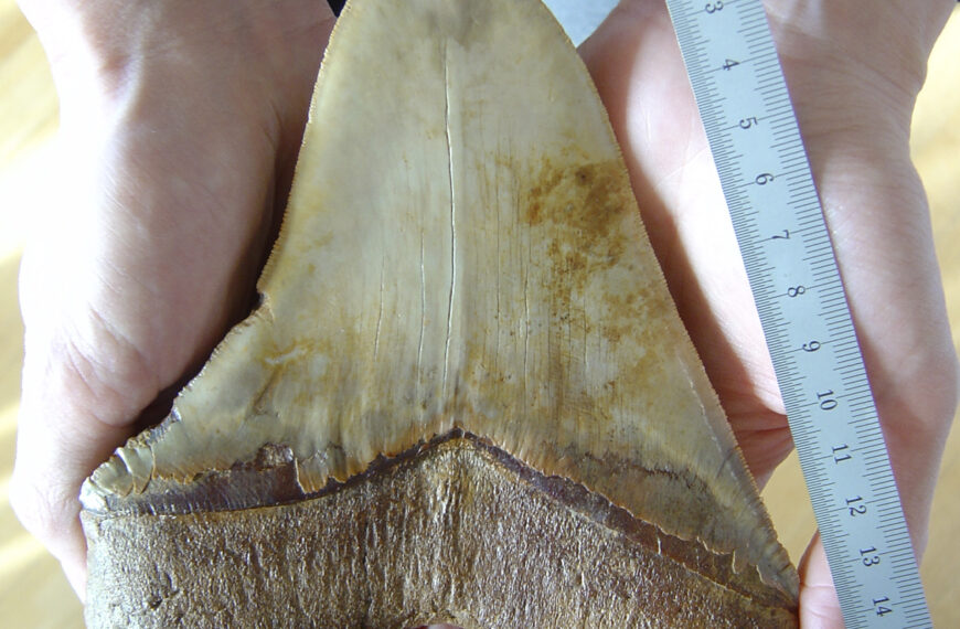 Британская школьница нашла на пляже огромный зуб мегаладона возрастом 20 миллионов лет