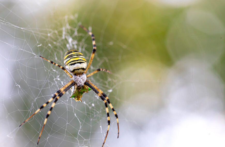 В Австралии обнаружили самого большого паука в мире