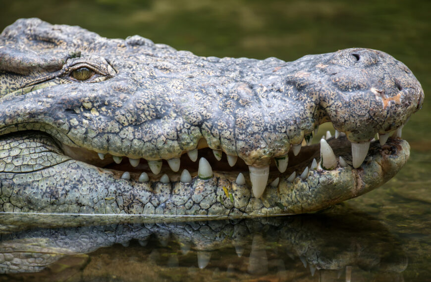 В Индии обнаружили окаменелые останки крокодила, которому около 250 млн лет