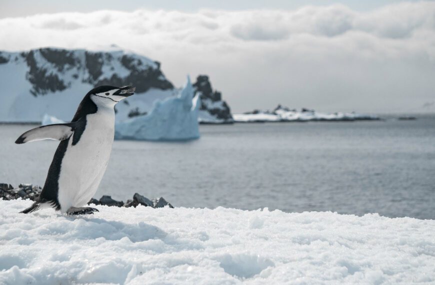Южный полюс стал самым дорогим развлечением для туристов
