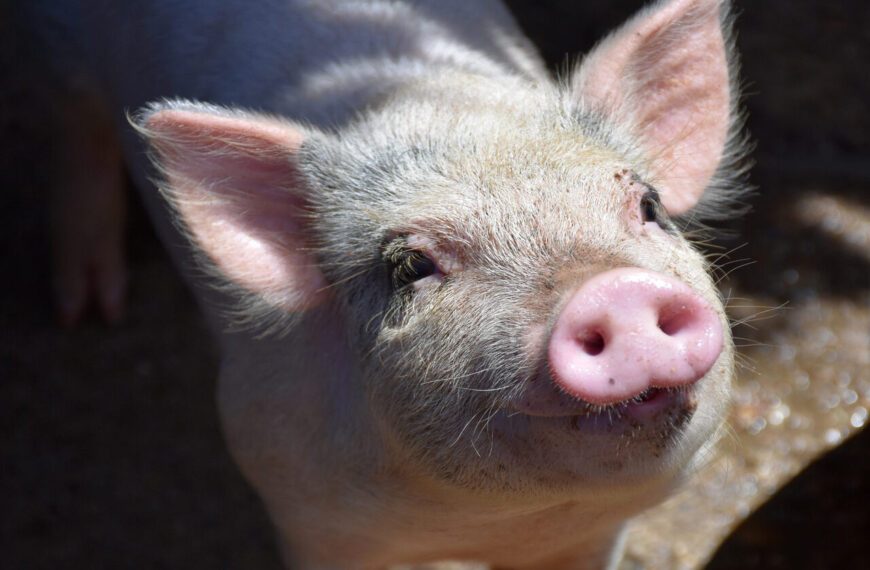 В Японии клонировали свинью для пересадки органов человеку без отторжения